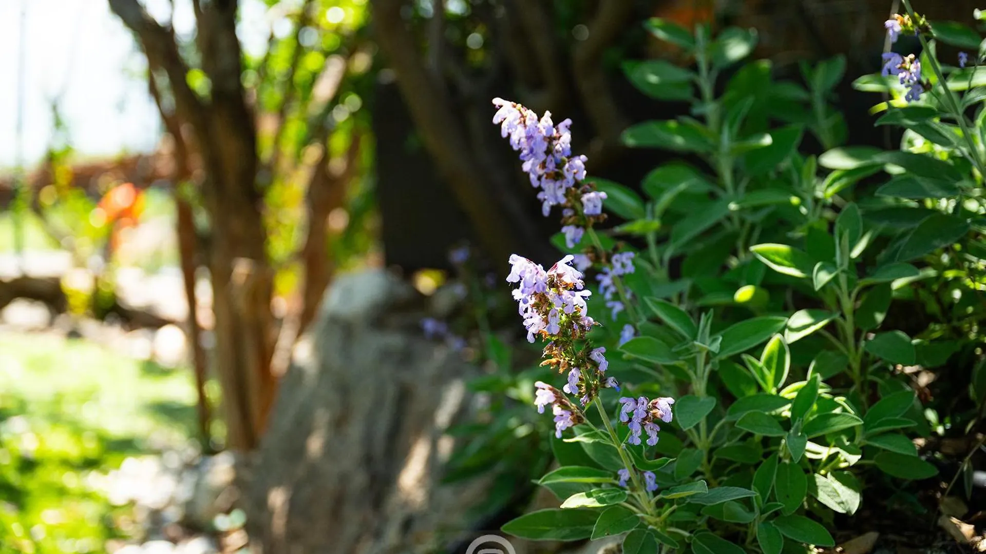 Feriehus Alessandra Garden Hideaway Simius